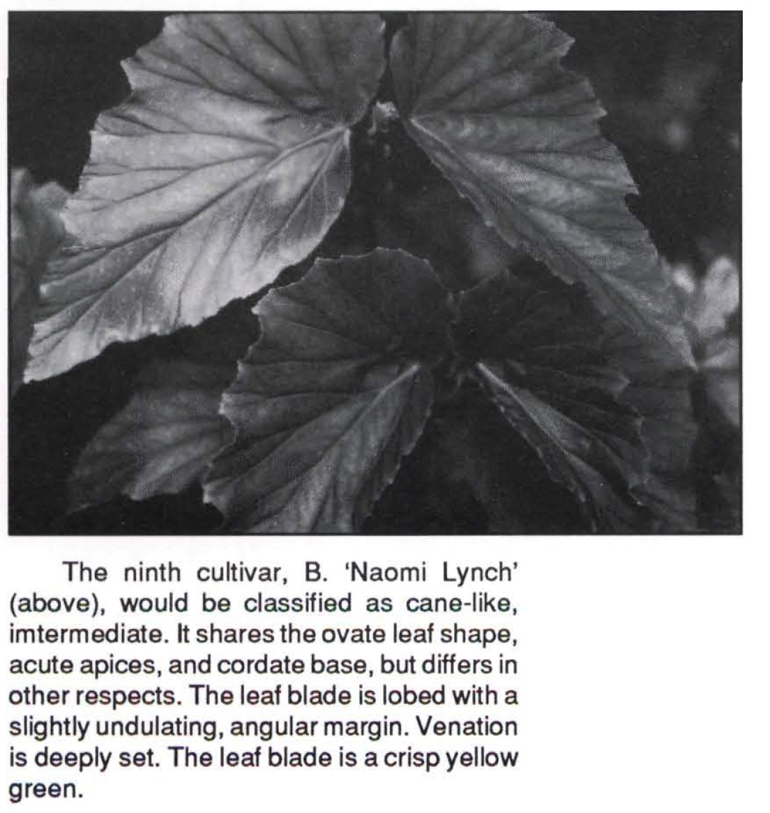 B. ‘Naomi Lynch’